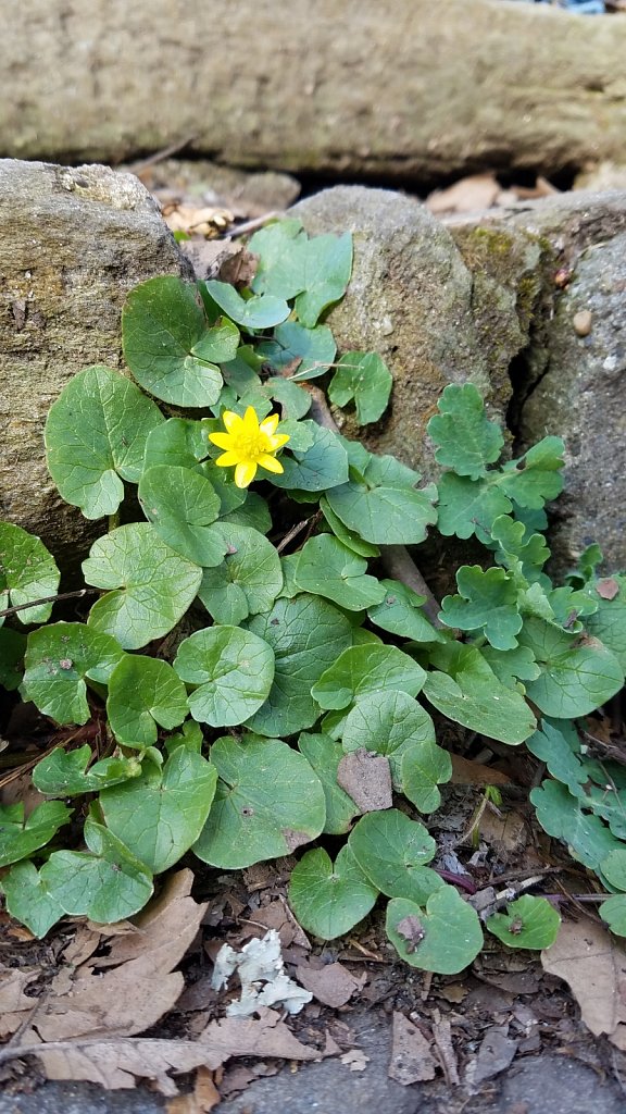 Single Flower on Stone Steps