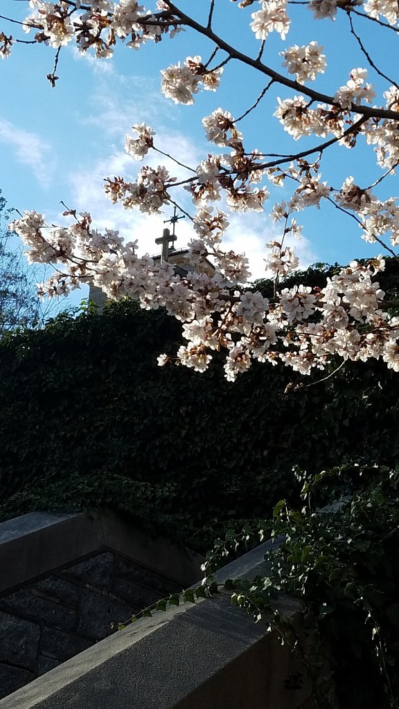 Fournier Hall Through Blossoms