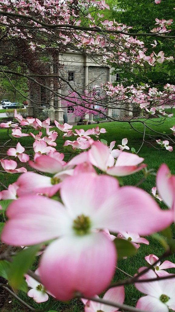 The Earth Center and Dogwood Flowers