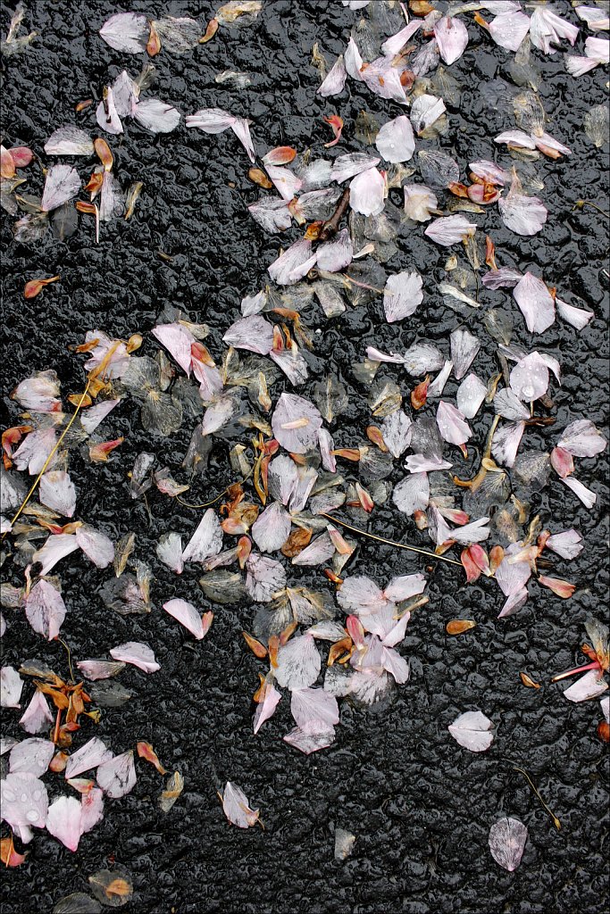 Blossoms No More
