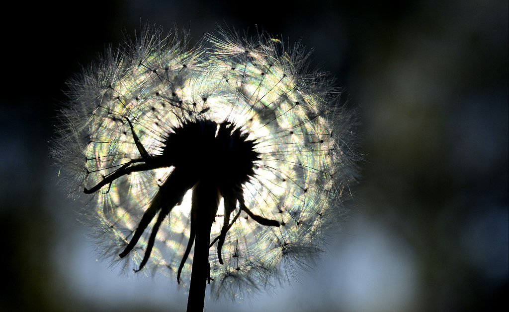 Sun Catcher