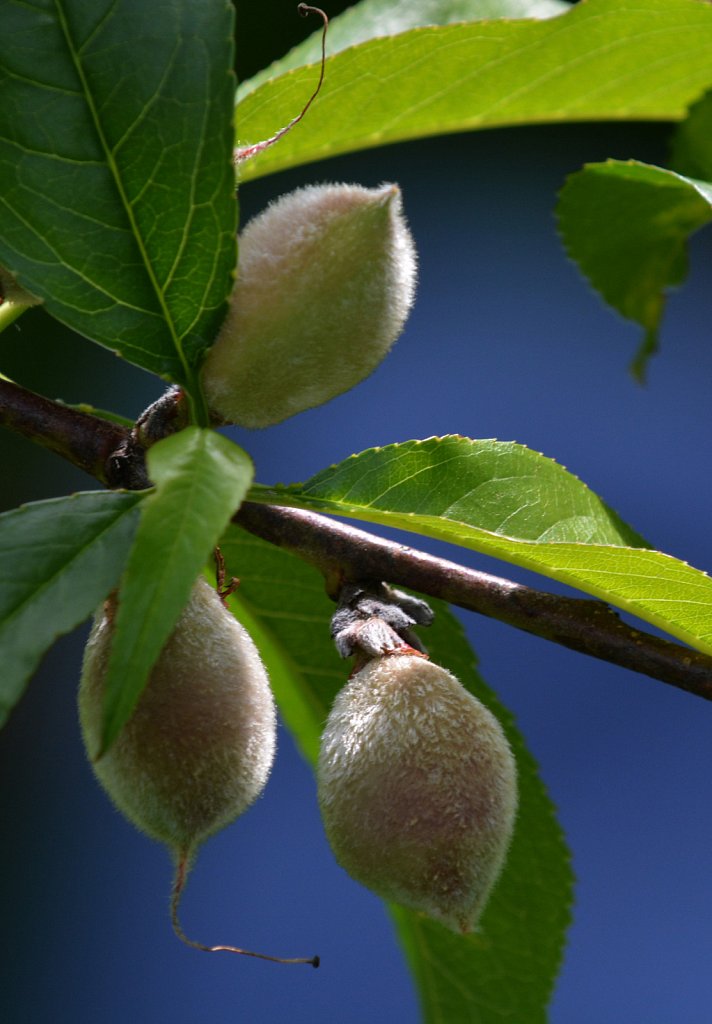 Baby Peaches