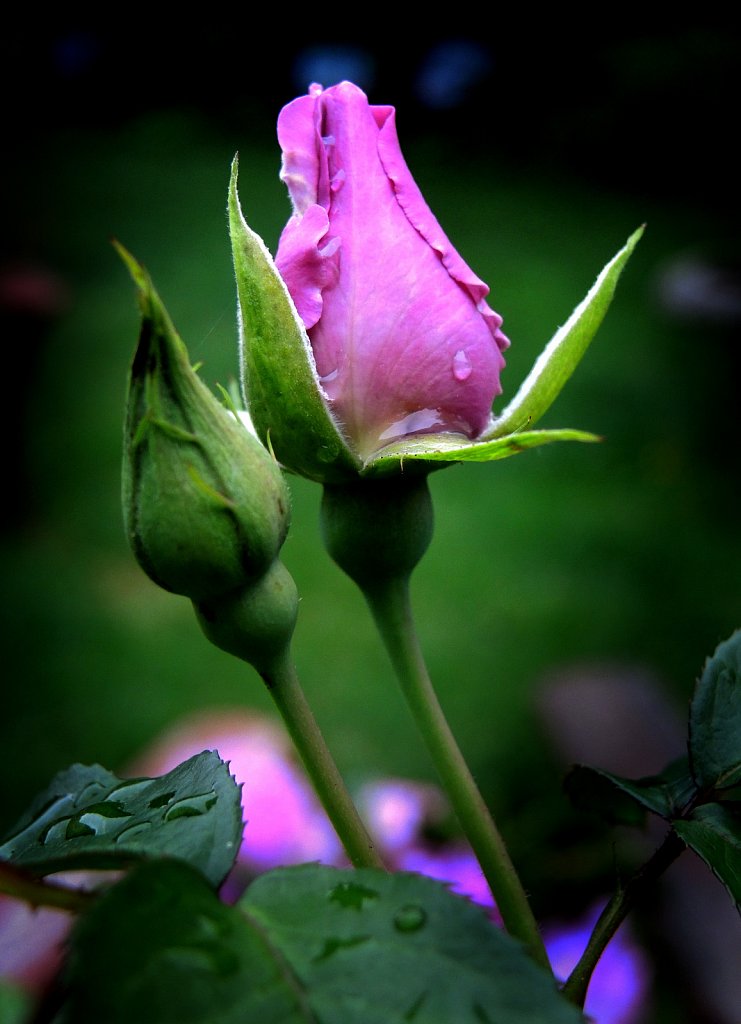 Rose Bud