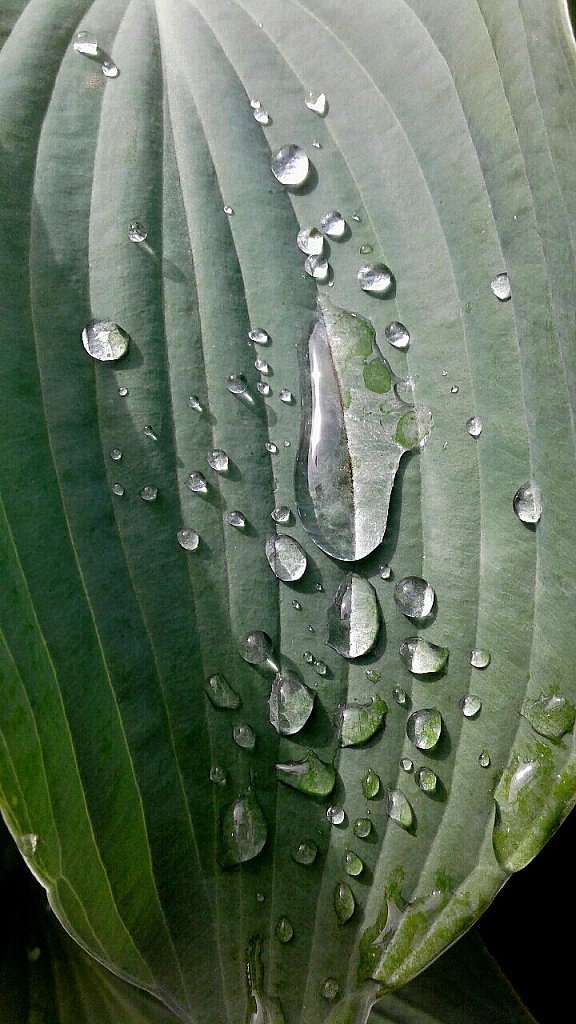 Morning Dew