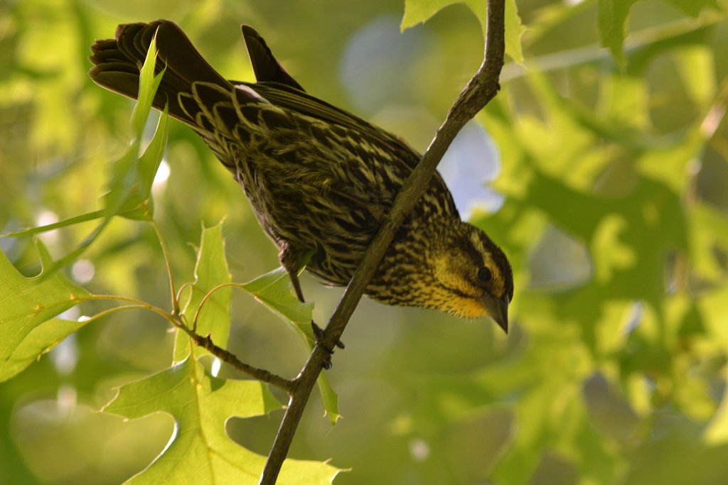 Meadowlark