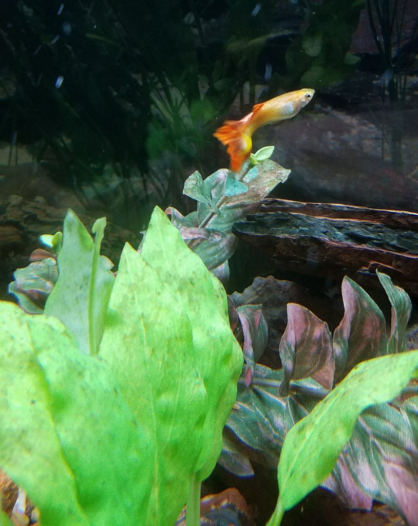 Tequila Sunrise Guppy 