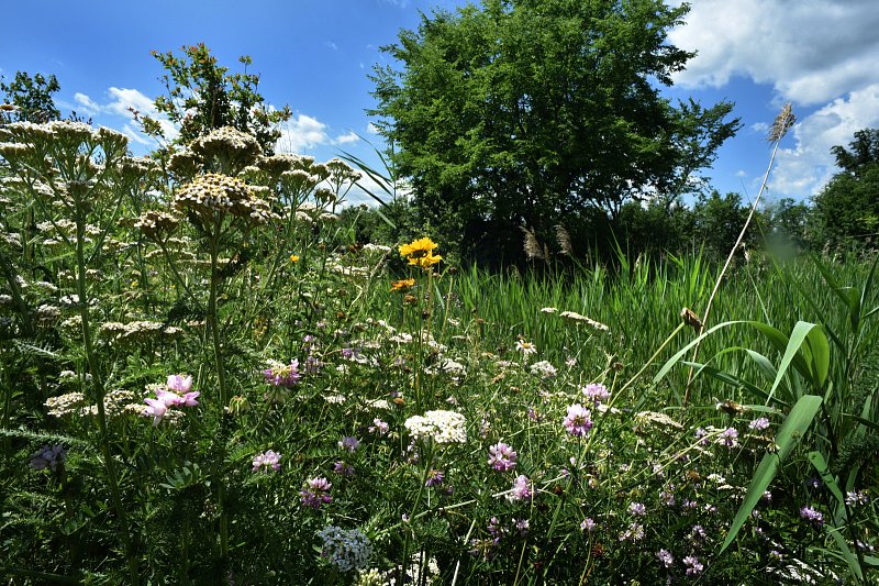 wild-flowers-photos-by-gigli