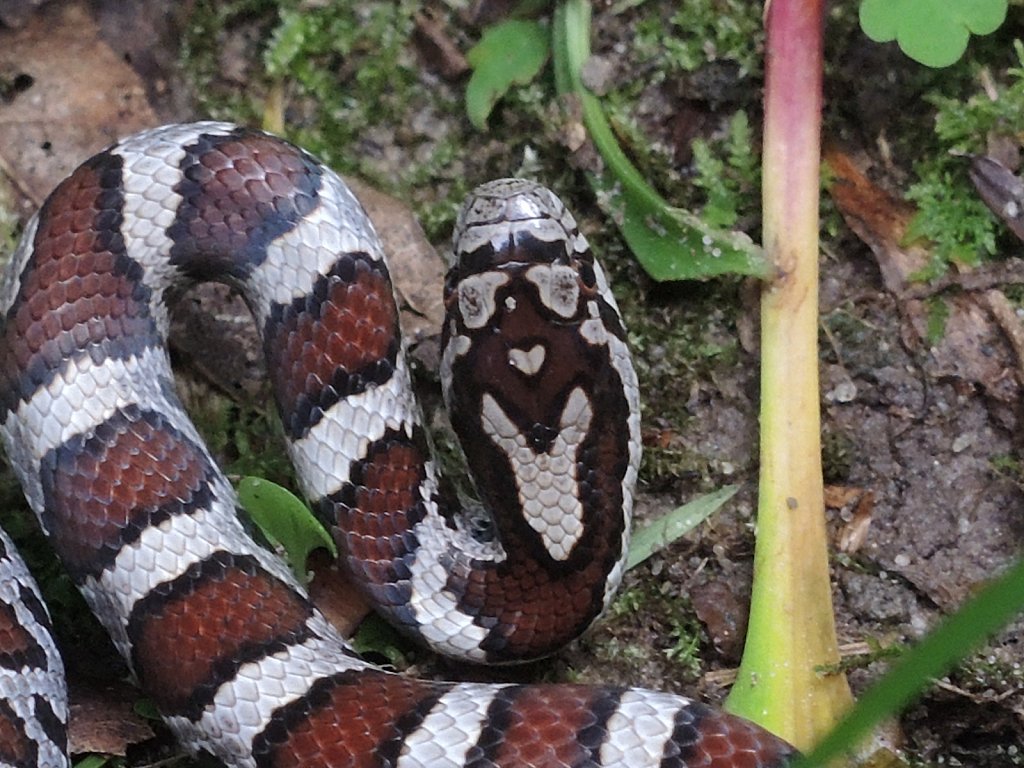 Eastern Milk Snake
