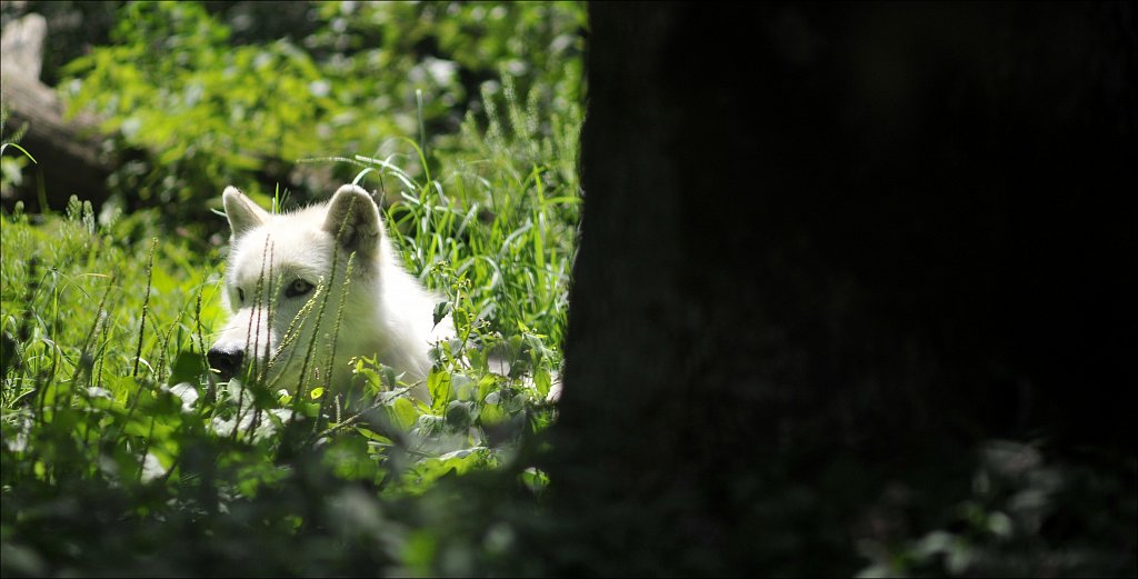 White Wolf