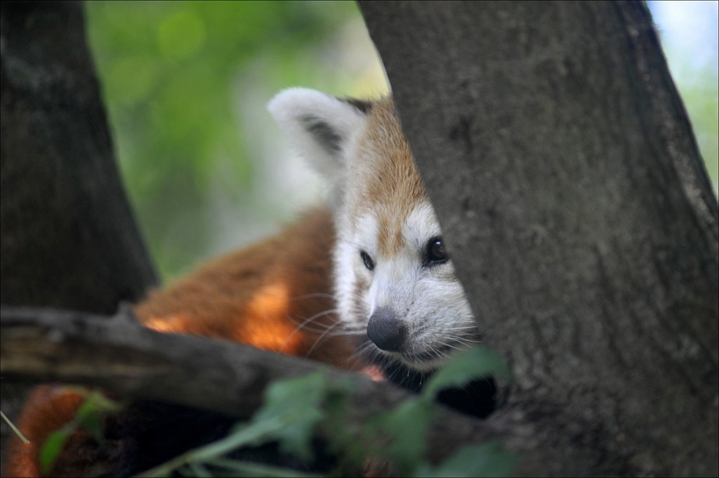 Red Panda