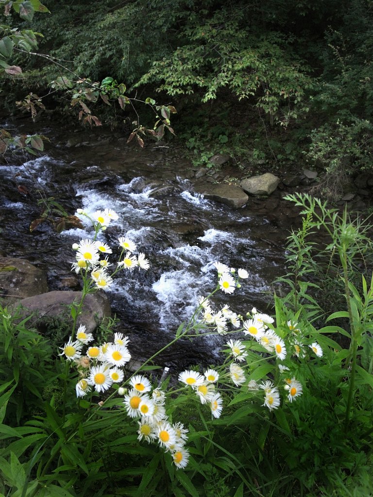 Little Daisies