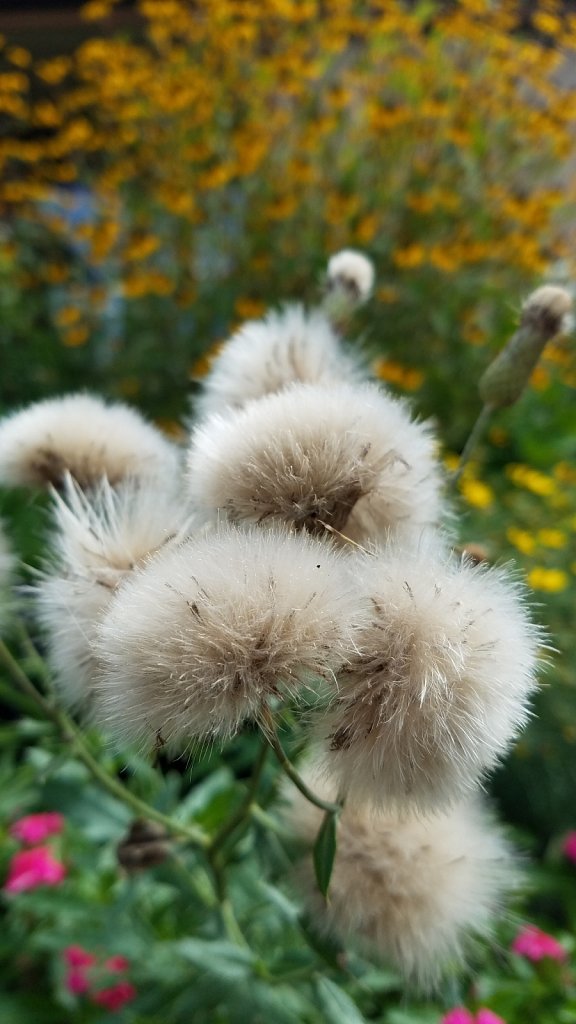 Puffy Flowers 