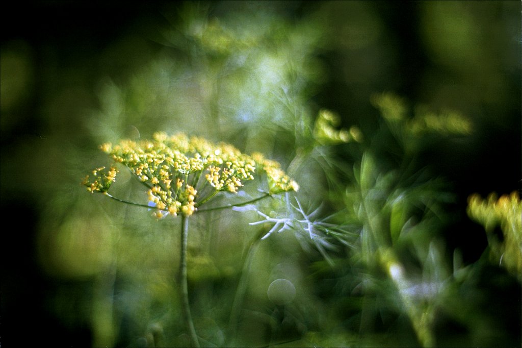 Dill Flowers