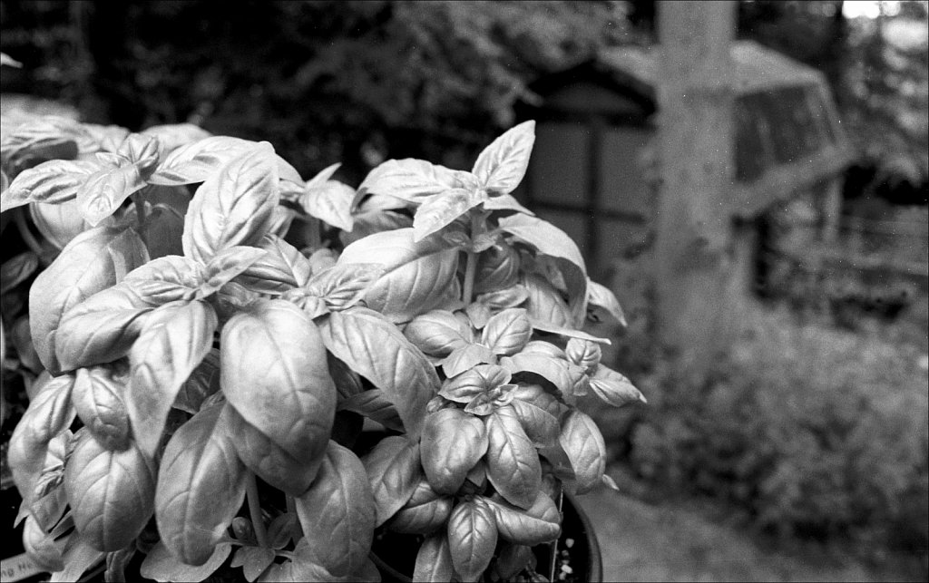 2017111F-Nikon-N2020-Roll-A-26.jpg
