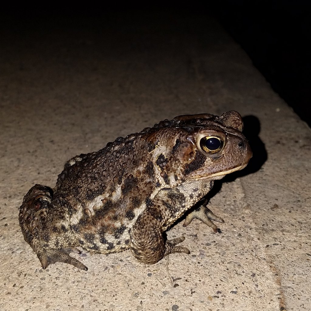 Toad Buddy 