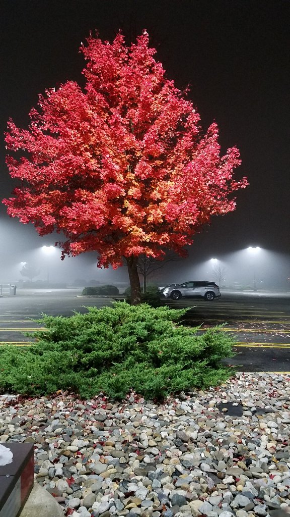 Lone Fall Tree 