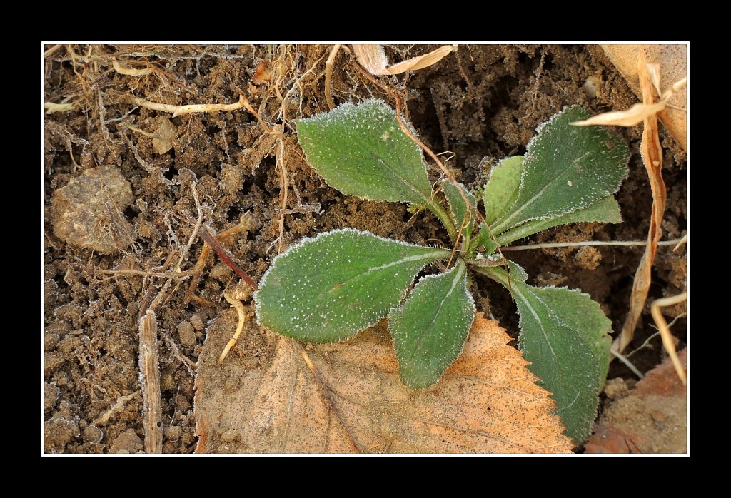 Mild Frost