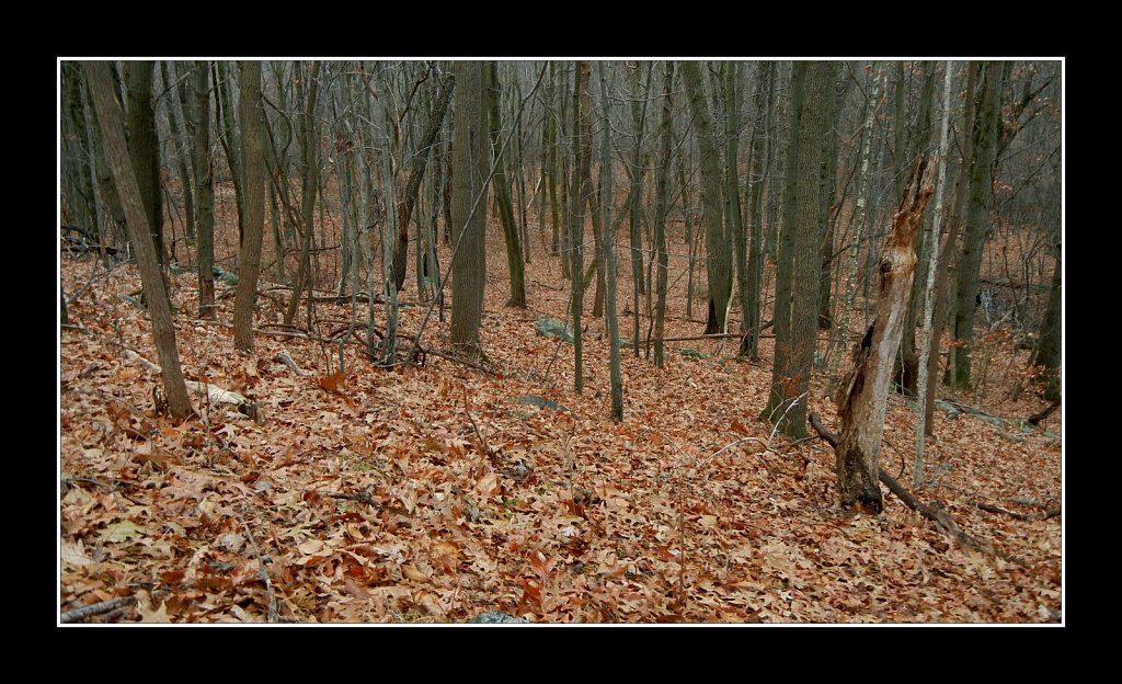 Project 365+ - By Joe Gigli