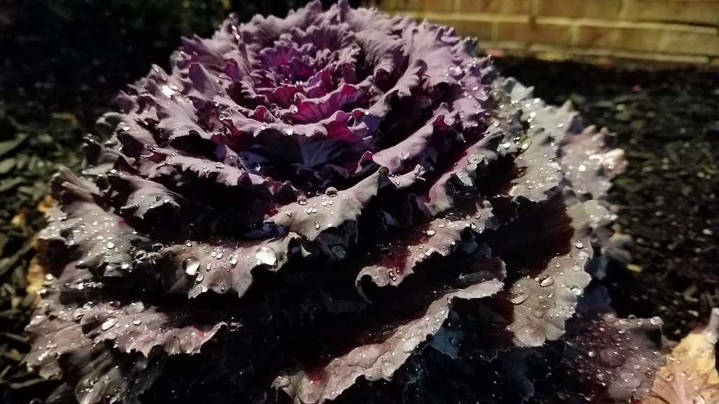 Cabbage? 