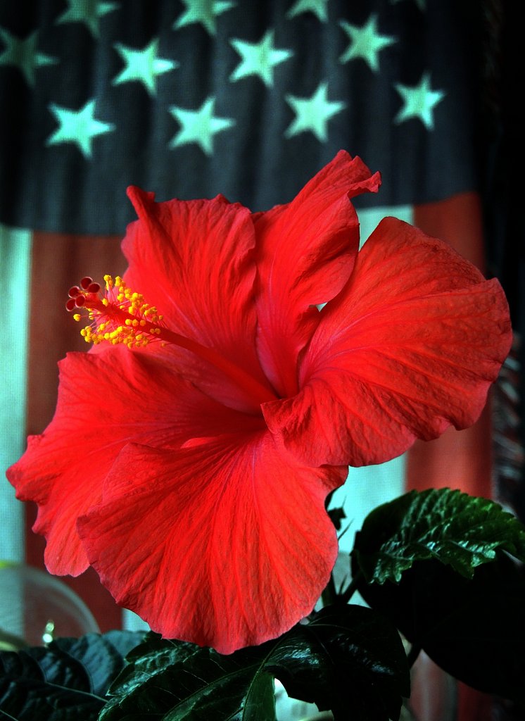 Flower and Flag