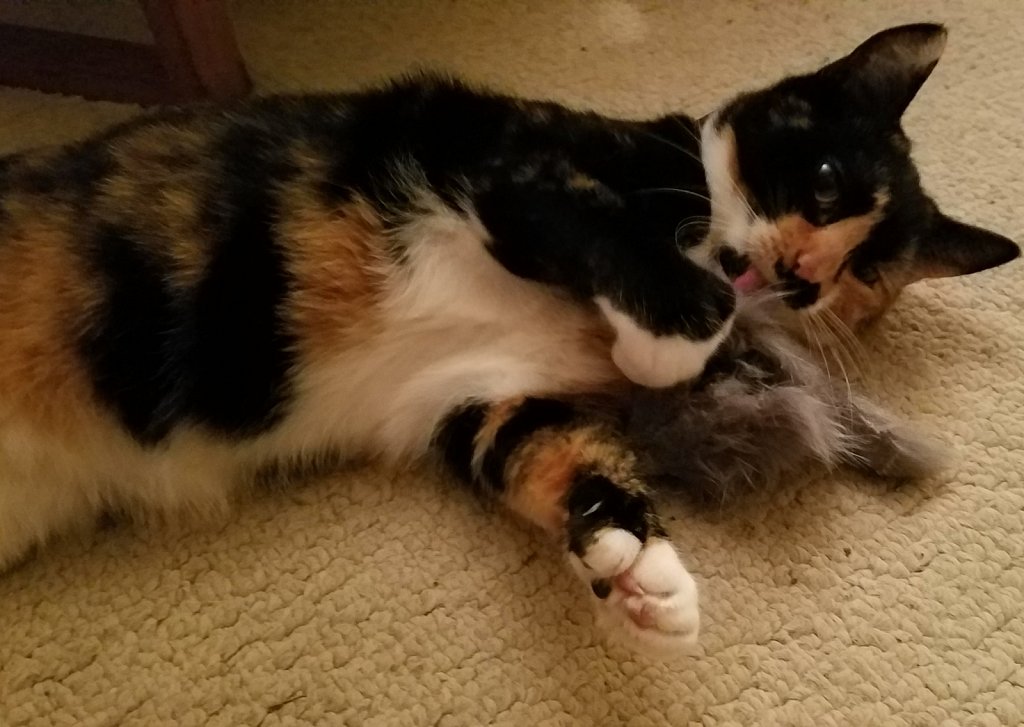 "Gennie" The Genetics Cat