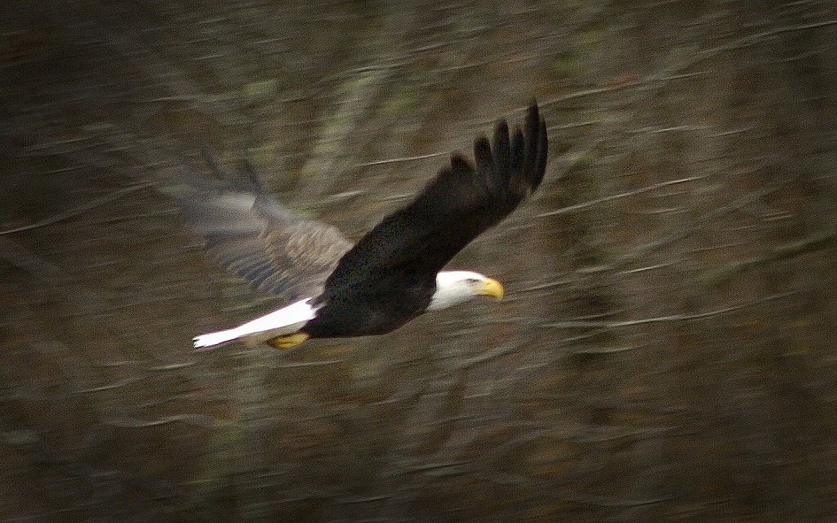 Eagle-Feather-4-DSC0081-copy.jpg