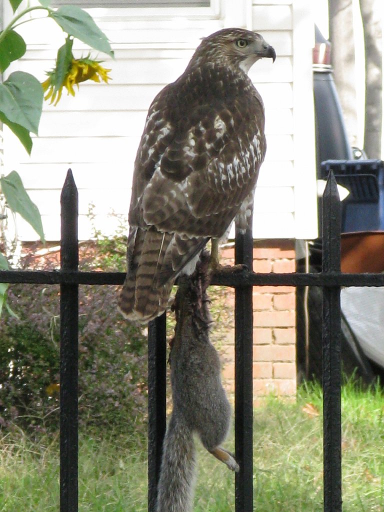 Hawk-Squirrl-IMG-0270-copy.jpg