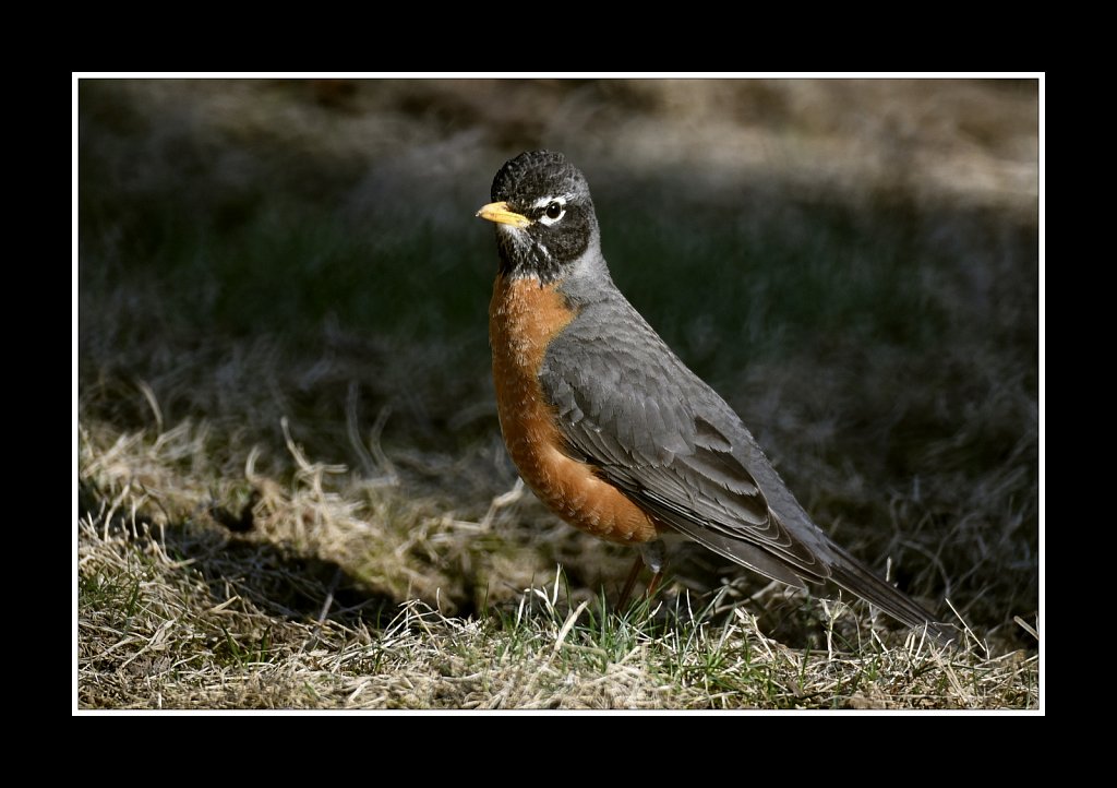 American Robin