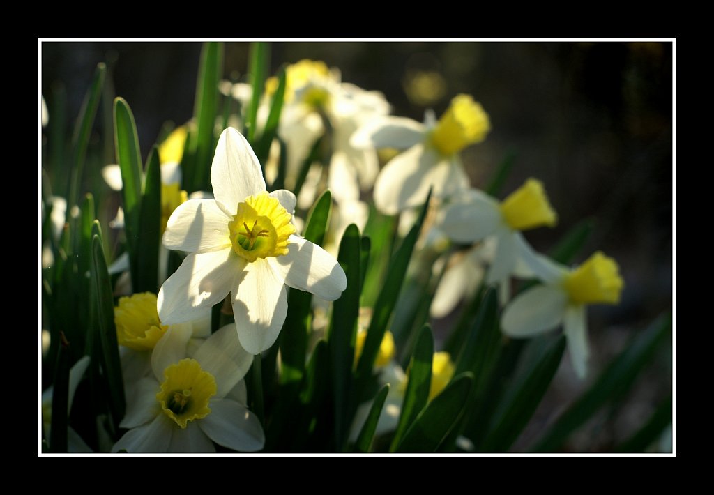 Daffodil