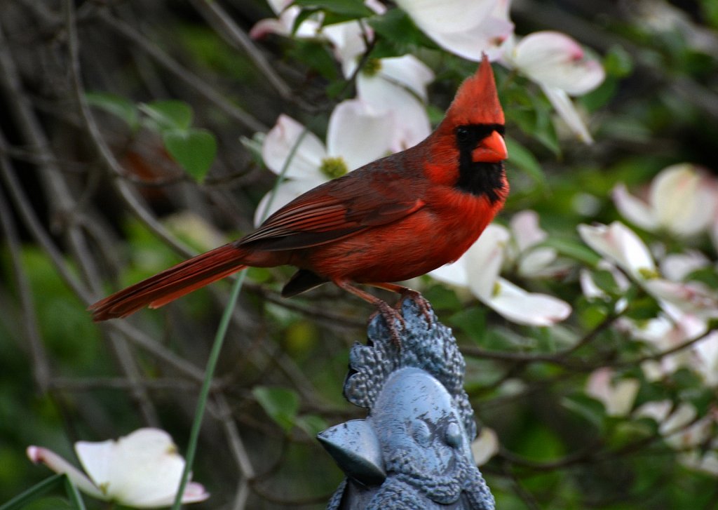RG2-9133-cardinal-copy.jpg