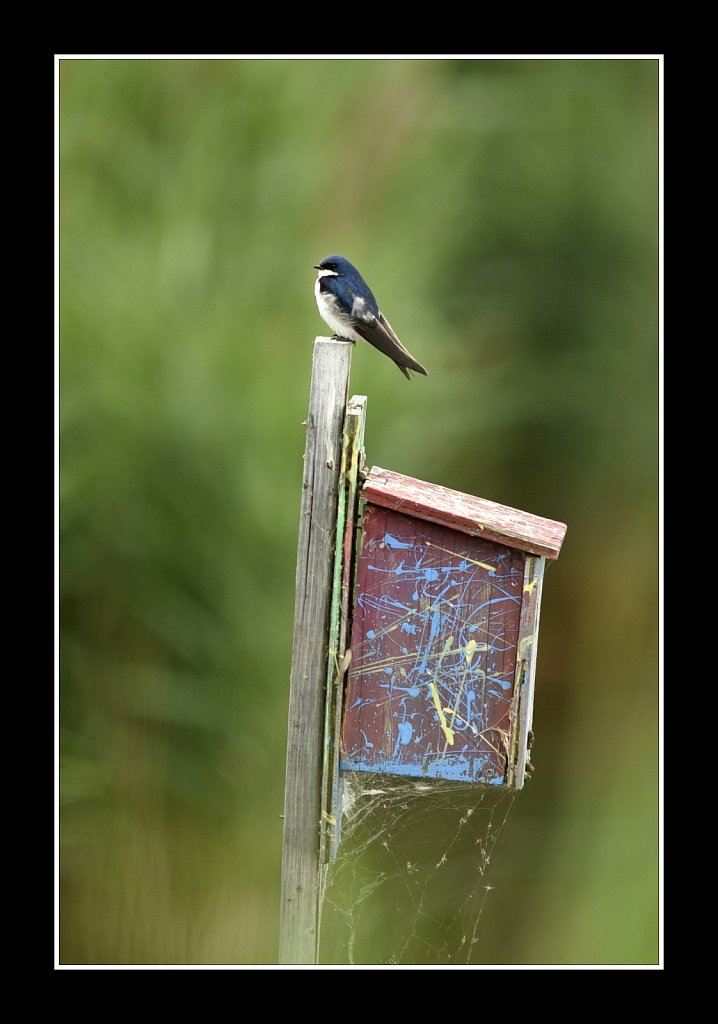 Tree Swallow