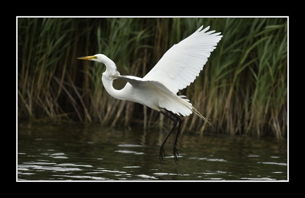 Great Egret