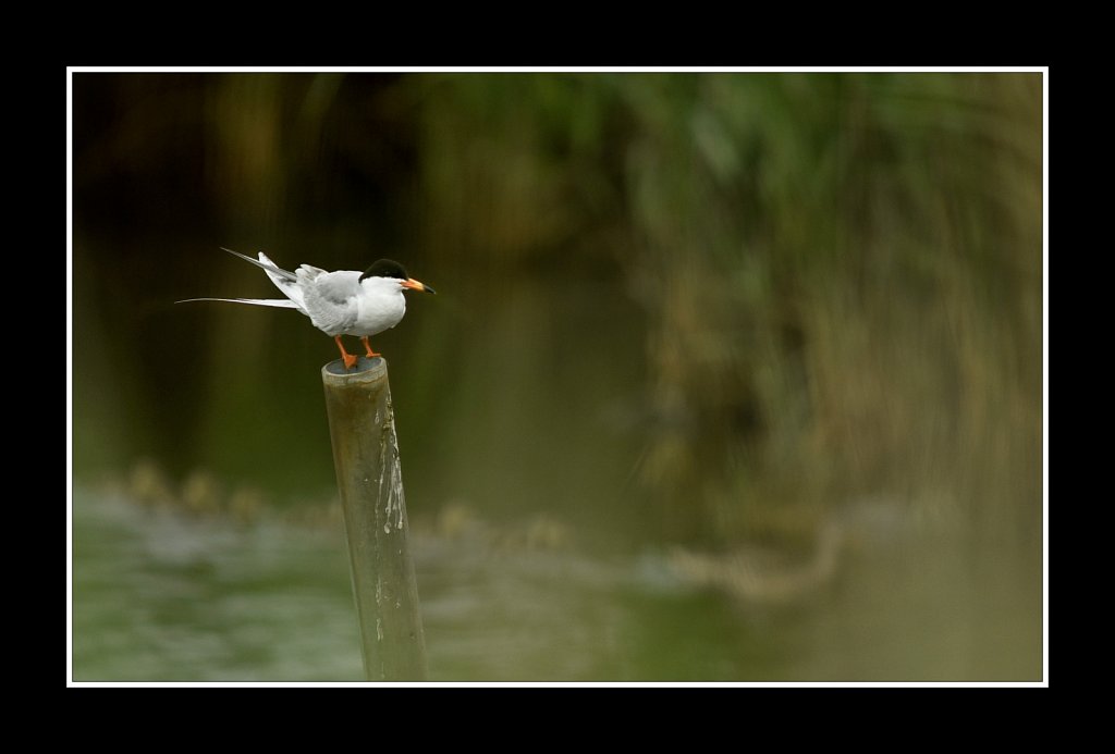 Roseate Tern 