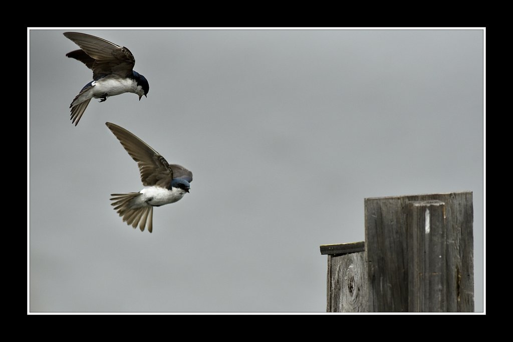 Tree Swallow