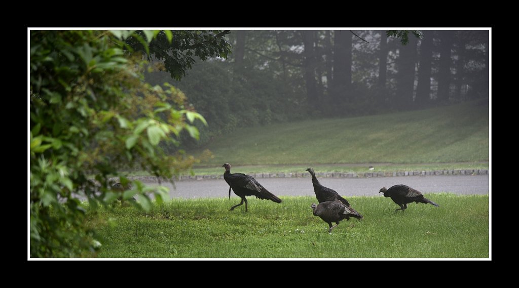 Wild Turkey