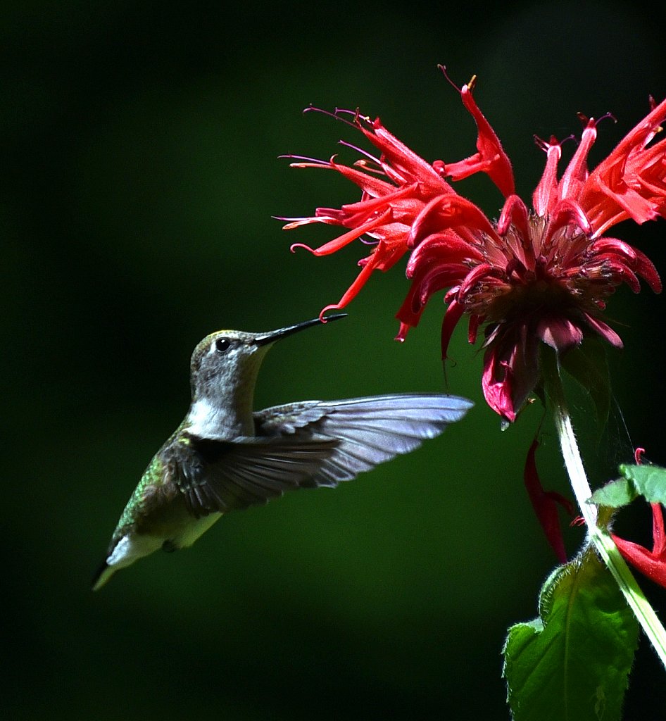 Humming-Bird-7579-copy.jpg