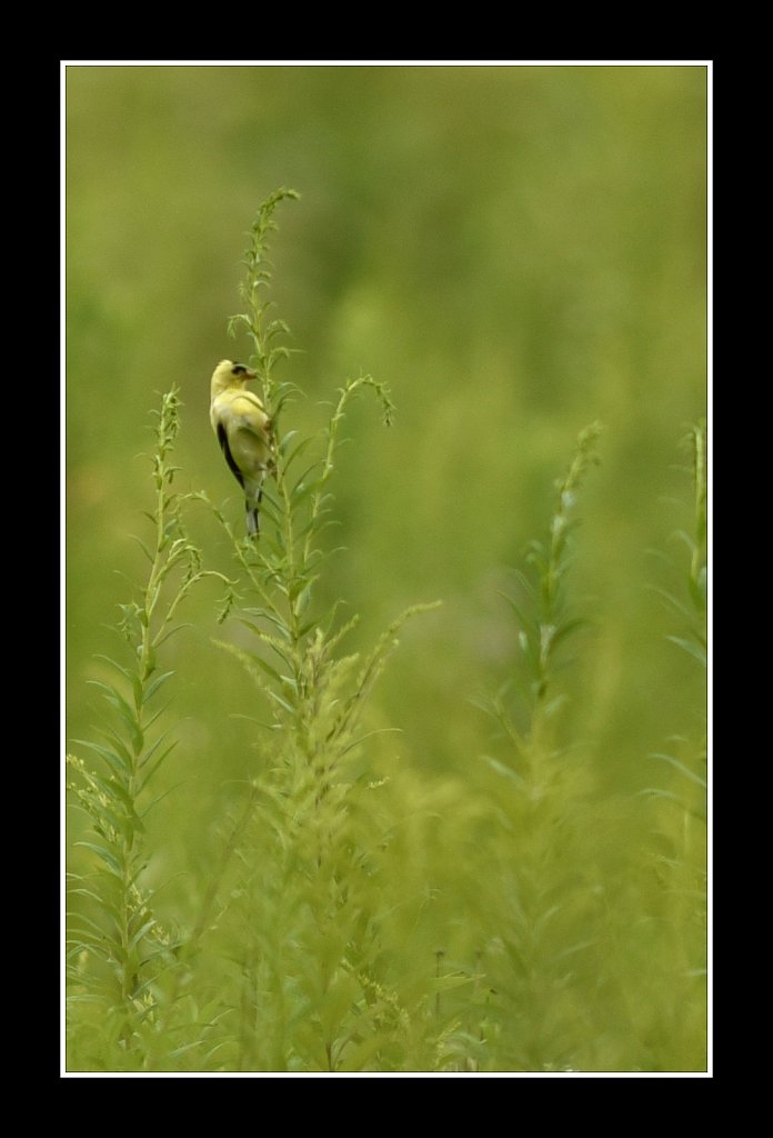 American goldfinch