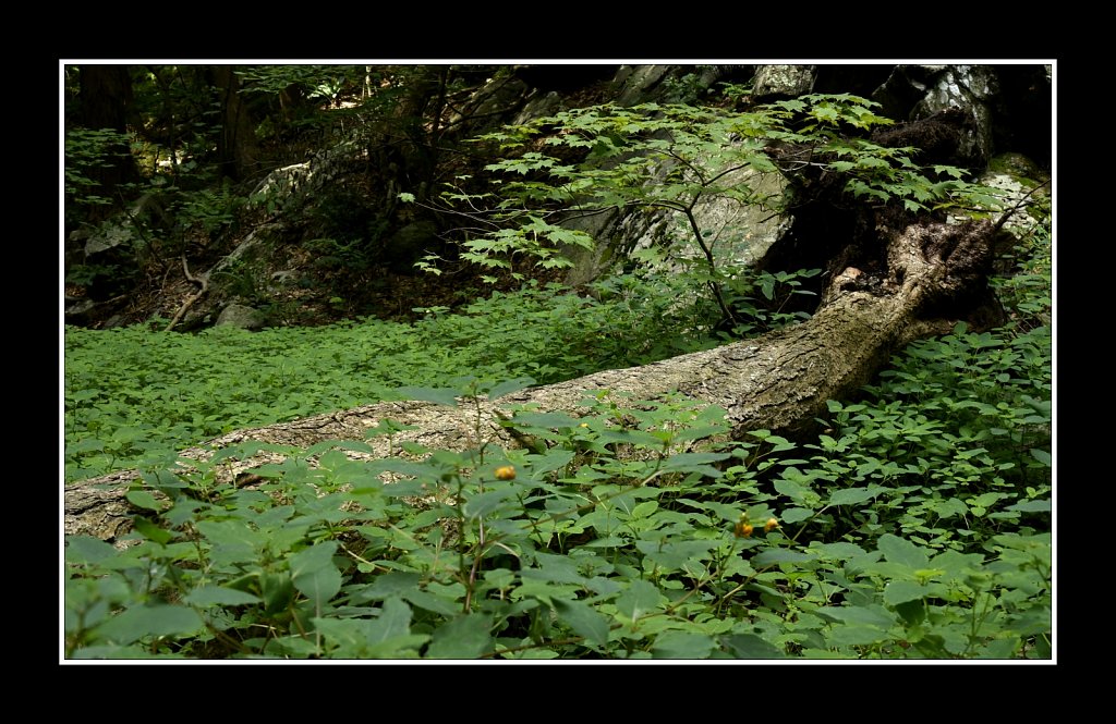 Schooley's Mountain County Park