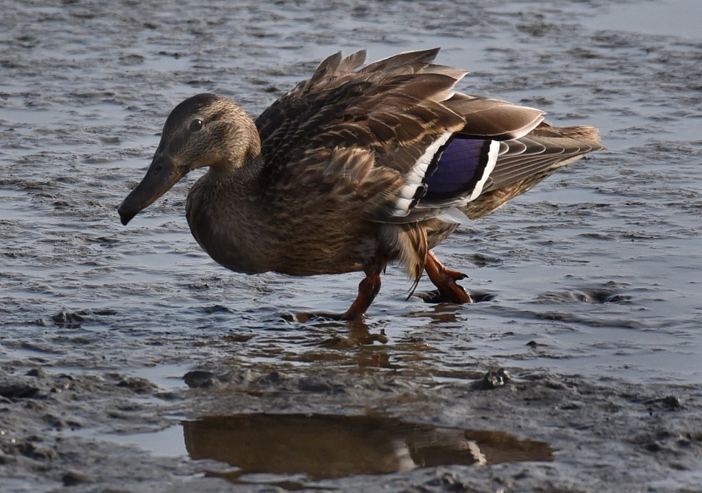 Blue-Wing-Teal-8536.JPG