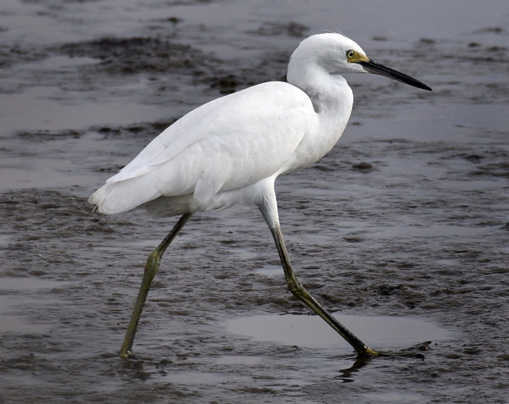 Young-Snowy-Egret-8492.JPG