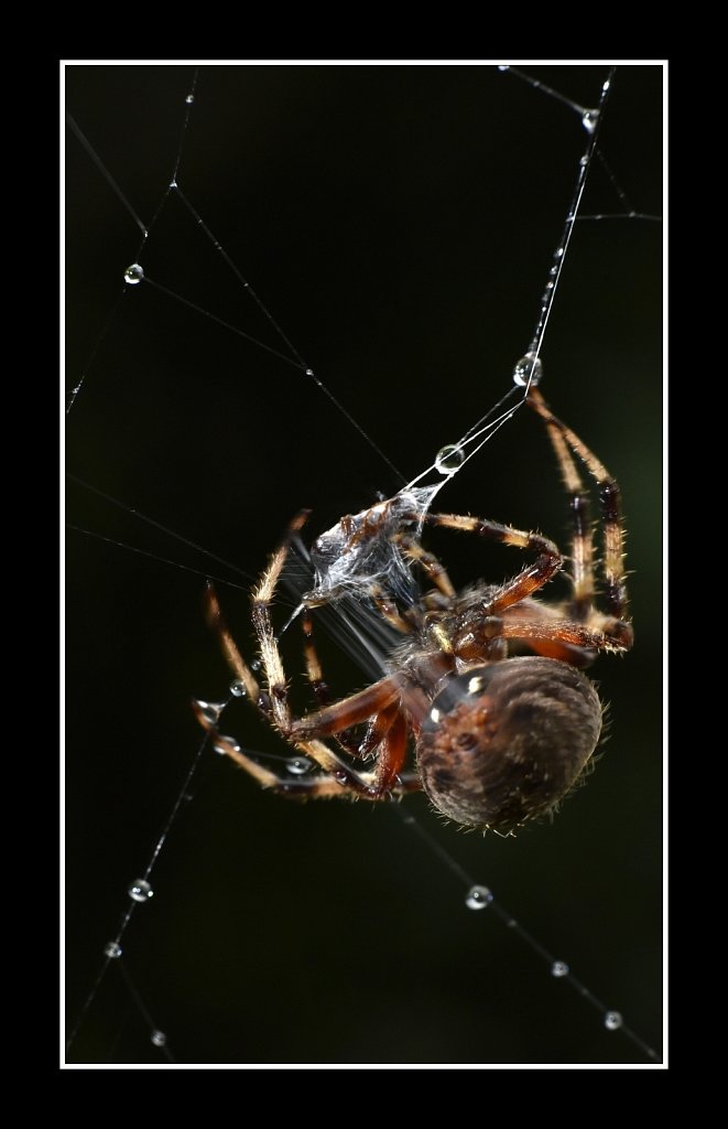 Spider with Prey