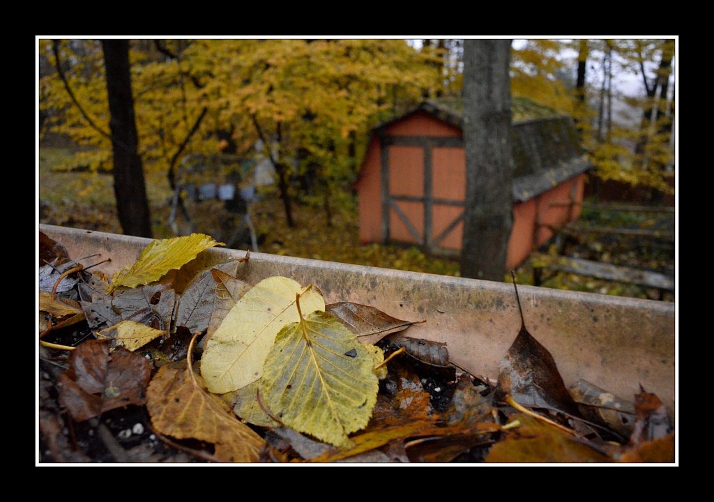 Shedding Leaves