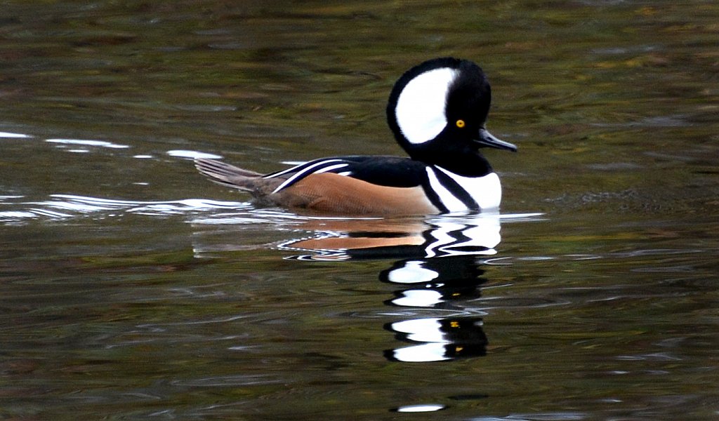 Hooded-Merganser-3787.jpg