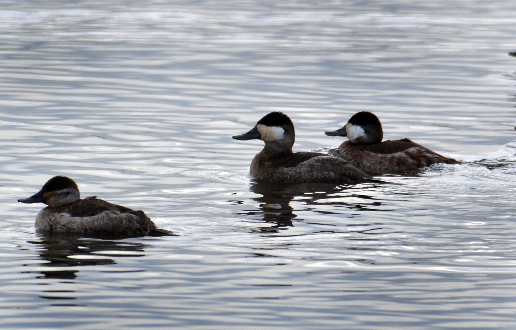 Bufflehead-Females-4002.jpg