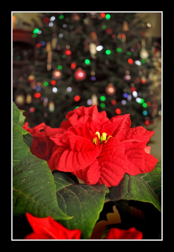 Red & Green