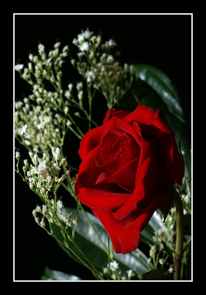 Red Rose