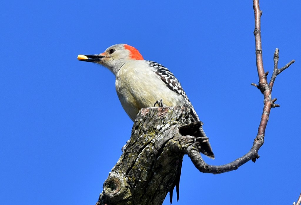 Red-bellied Woodpecker