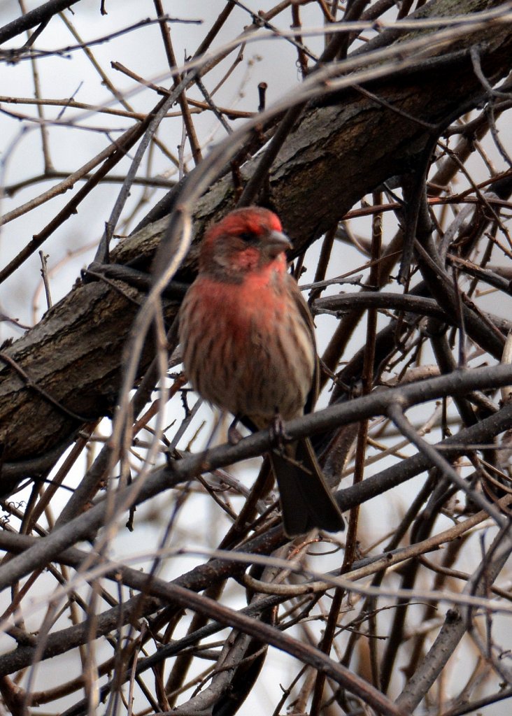 Purple Finch