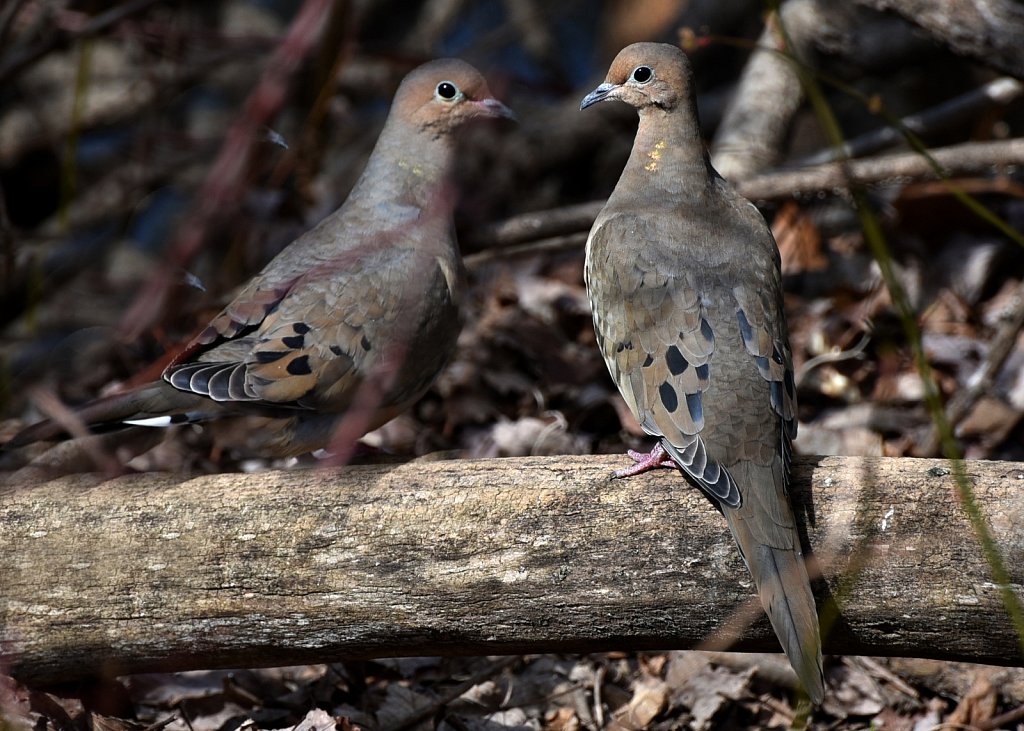 Doves-4037-copy.jpg