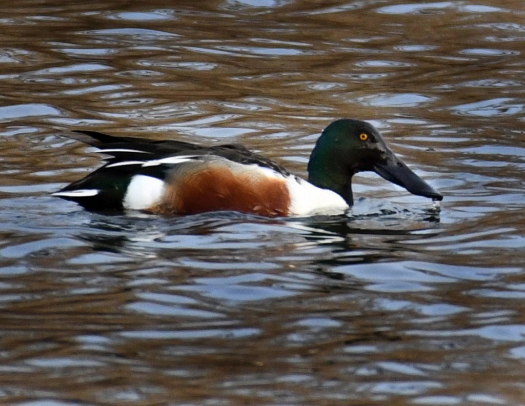 Nothern Shoveler